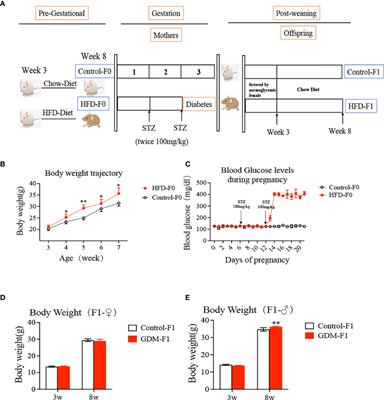 Hepatic IGF2/H19 Epigenetic Alteration Induced Glucose Intolerance in Gestational Diabetes Mellitus Offspring via FoxO1 Mediation